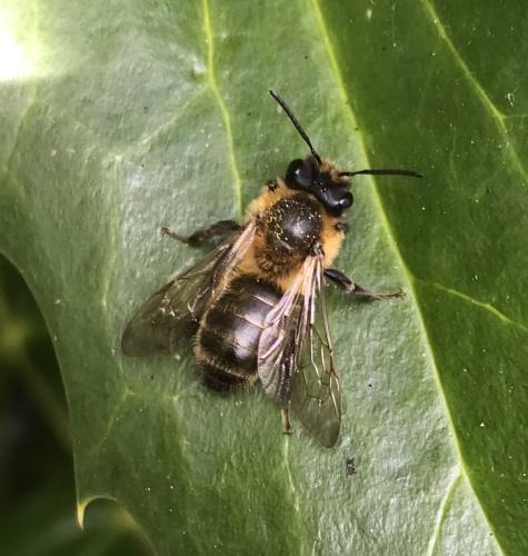 Réf. 352 097 : Andrena sp.